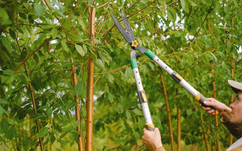 Tree trimming in Greenville, IA